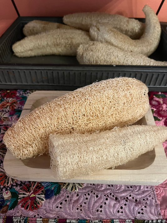 Home grown loofah